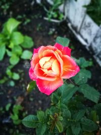 Close-up of pink rose blooming outdoors