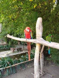 View of parrot perching on wood