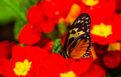 Close-up of butterfly pollinating on red flower