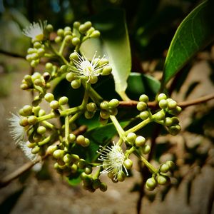 Close-up of plant growing outdoors