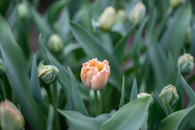 Close-up of pink flowering plant