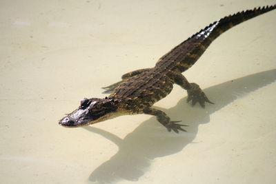 Alligator in pool