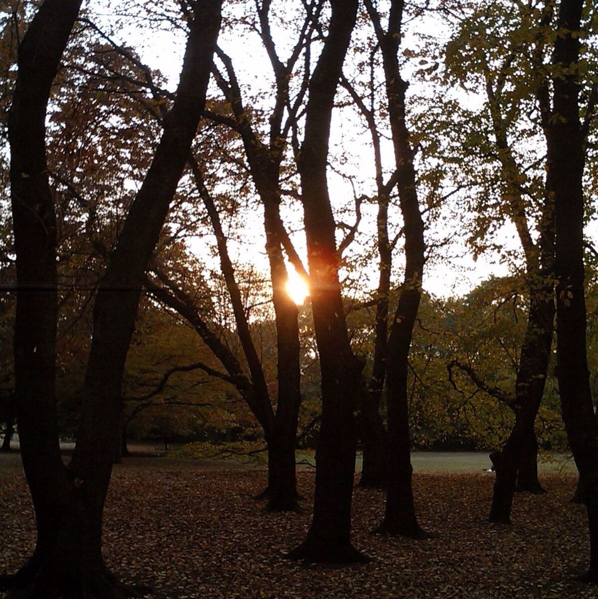 Kinuta Park