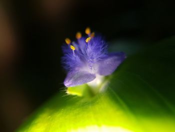 Close-up of purple flower