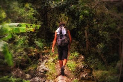 Rear view of man walking in forest