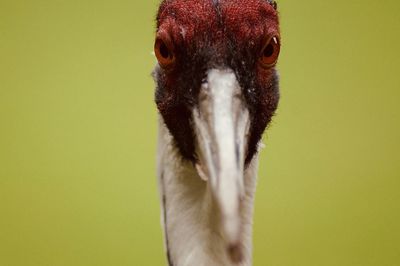 Look in the eye of a crane