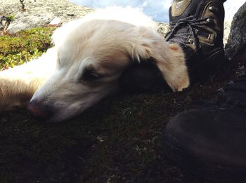 Close-up of dog resting