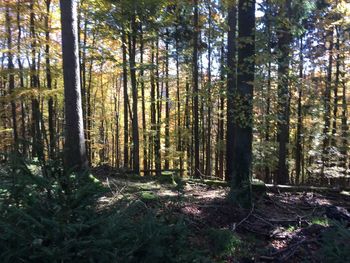 Trees in forest