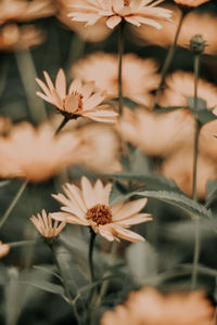 Close-up of flowering plant