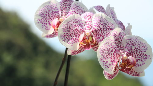 Close-up of pink orchids