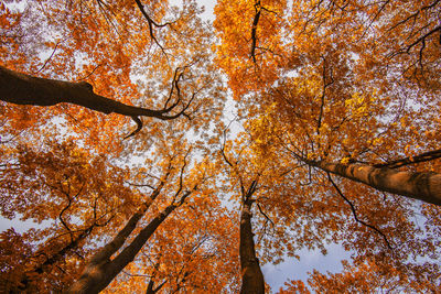 Low angle view of maple trees during autumn