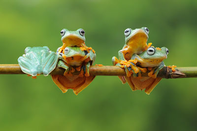 Close-up of frog on plant