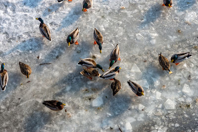 High angle view of birds swimming in lake during winter