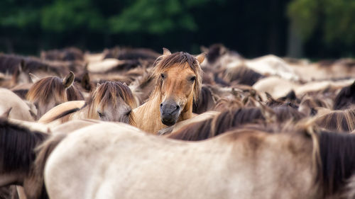 Close-up of horses