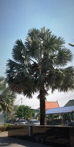 Low angle view of palm trees against blue sky