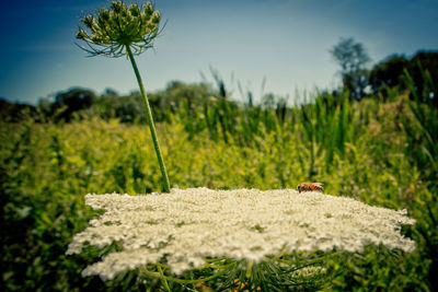 Close-up of plants on land against sky