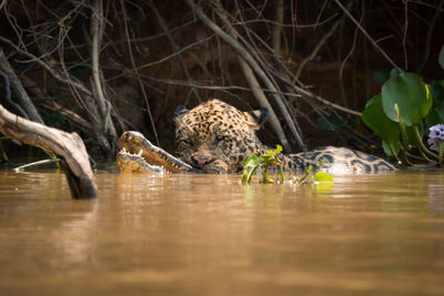 View of a duck in a water