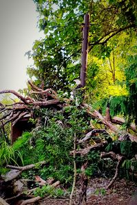 View of tree trunk in forest