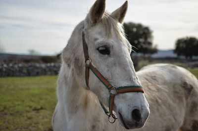 Close-up of horse on field against sky