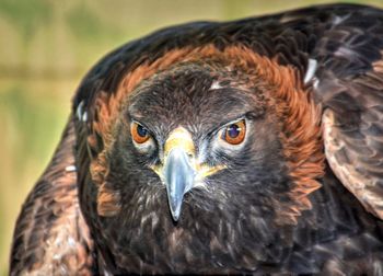 Close-up portrait of golden eagle