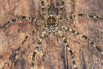 Close-up of spider