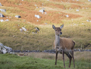 Deer on field