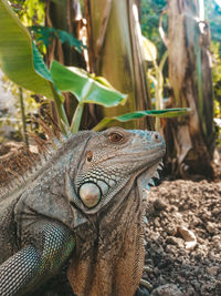 Close-up of a lizard