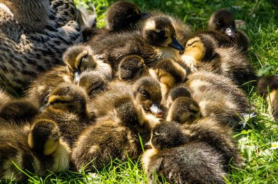Ducklings with mallard duck relaxing on field