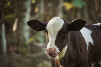 Close-up of cow