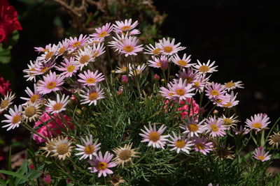 Close-up of daisy flowers