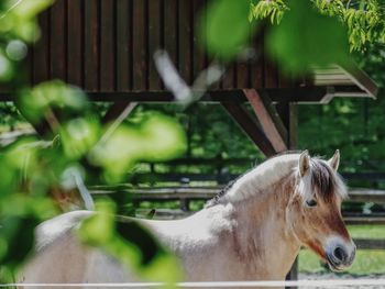 Horse standing in a fence