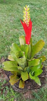 High angle view of succulent plant on field