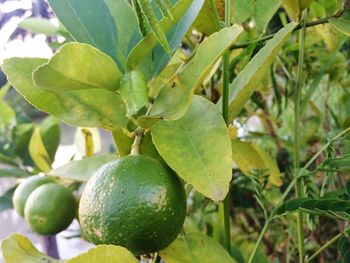 Close-up of fruit growing on tree