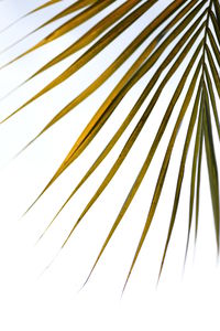 Low angle view of palm tree