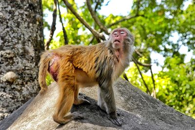 Low angle view of monkey on tree in forest