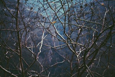 Bare trees against sky