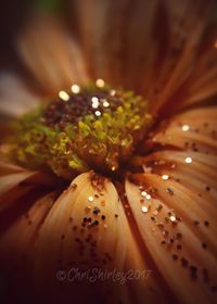 Close-up of wet flower