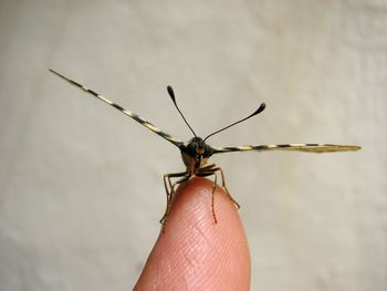 Cropped finger with swallowtail butterfly against wall