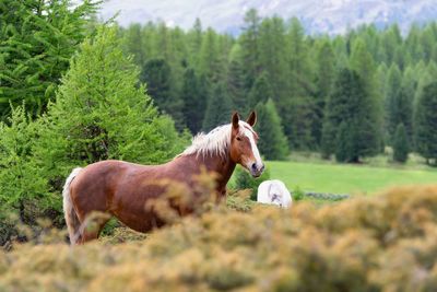 View of a horse on field