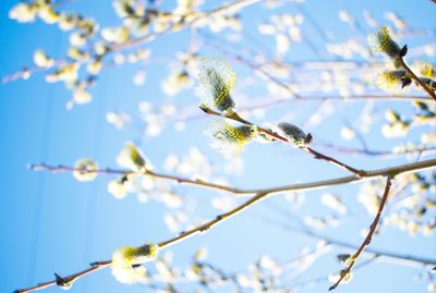 Low angle view of plant against sky