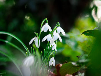 Close-up of white flowering plant