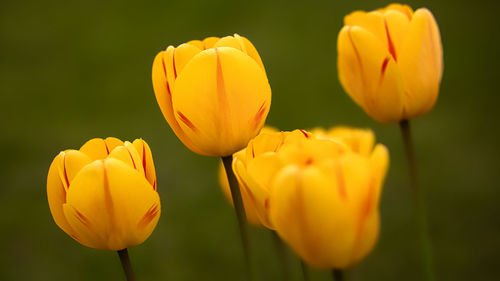 Close-up of yellow tulips
