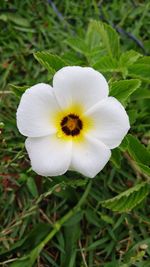 Close-up of white flower
