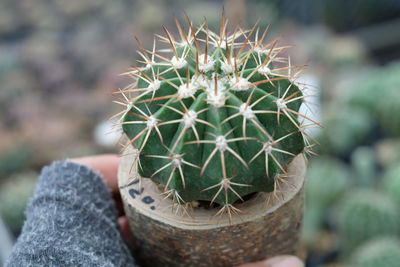 Cropped hand holding cactus