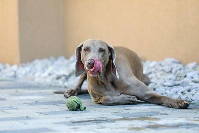 Portrait of dog sticking out tongue while sitting outdoors