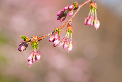 Close-up of pink cherry blossoms in spring