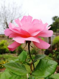 Close-up of pink flowering plant