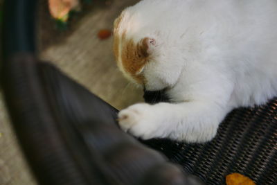 Close-up of cat sleeping