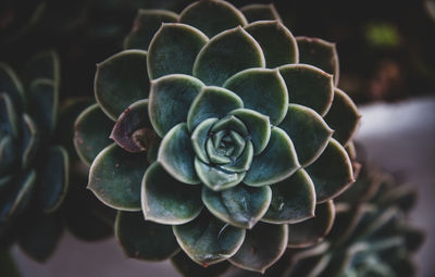 Close-up of succulent plant