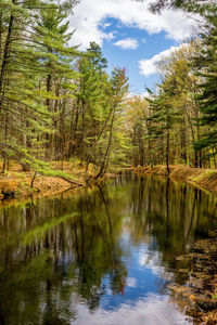 Reflection of trees in lake